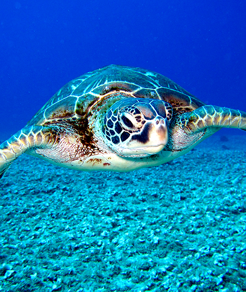 tours sea turtle